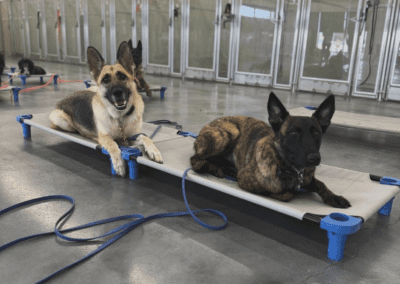 Training Programs Landing Page 8-18 - Club K9
